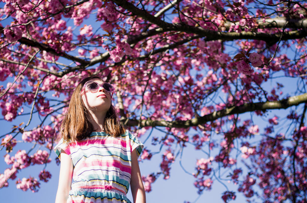 Sunny days and cherry blossoms