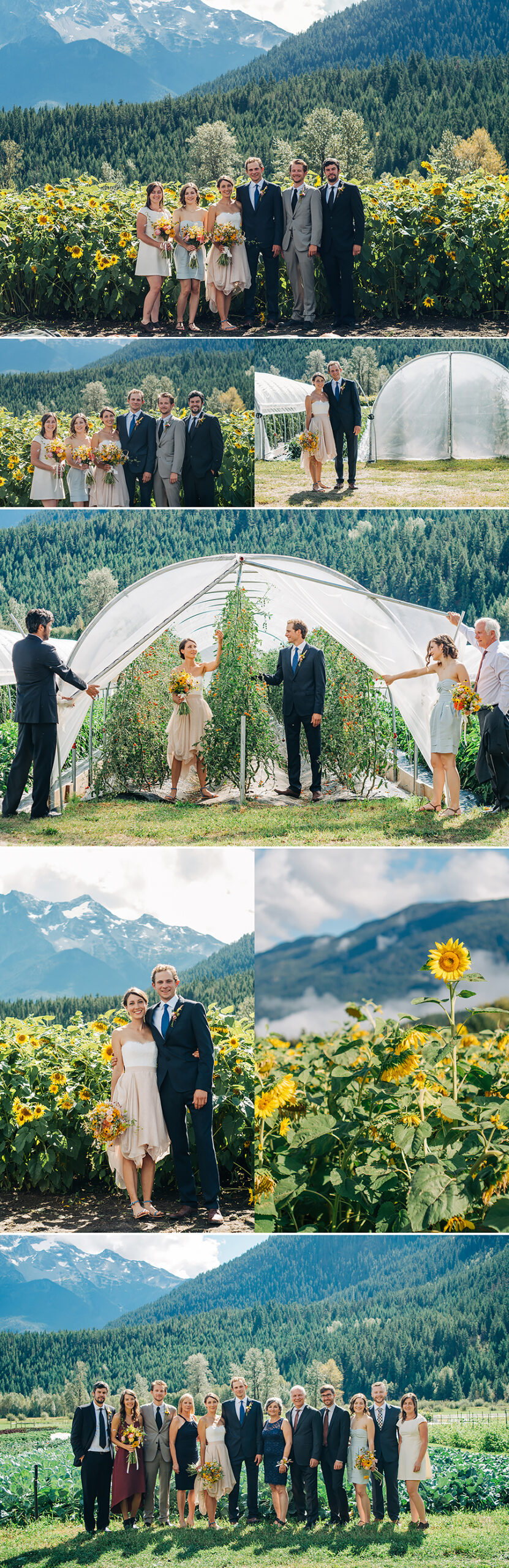Pemberton BC wedding, farm wedding, plenty wild farms, sunflowers, family portraits